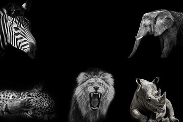 Naklejka premium African Wildlife Big Five Concept Lion, Elephant, Rhino, Zebra and Leopard on Black Background with Copy Space
