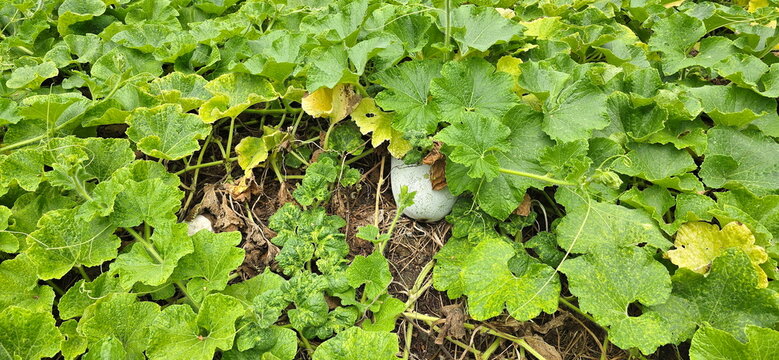 The pumpkin plant has broad leaves with serrated, angular edges and rough, hairy surface, growing in the ground. The pale Winter melon, Wax gourd fruit is covered by the leaves. Some leaves are yellow