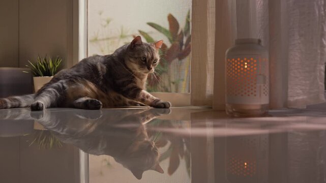 Close-up of fat gray tabby cat curiously reaching paw to a candle lantern, then lying flat and looking into camera with inquisitive eyes. Warm sunlight and soft shadows create a peaceful mood.