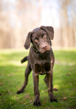 A Chocolate Labrador Retriever puppy listening with a head tilt