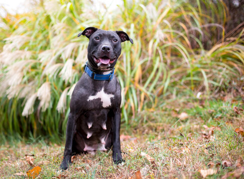 A Pit Bull Terrier mixed breed dog with a happy expression