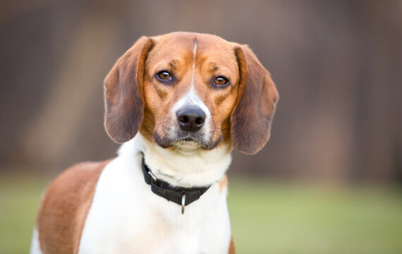 A Beagle dog looking at the camera