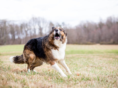 A mixed breed dog barking outdoors