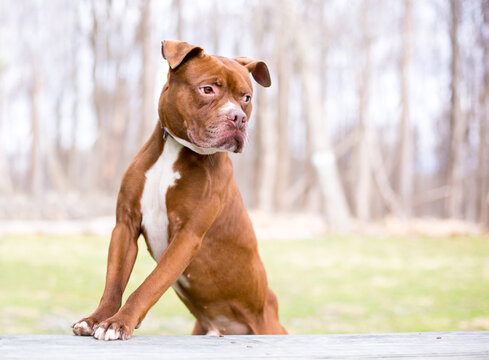 A Pit Bull Terrier mixed breed dog standing with its paws on a bench