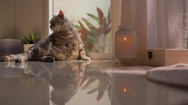 Fat gray tabby cat leaning on a screen door, pondering while observing a candle and camera, then rising and walking out of frame. Warm morning sunlight and shadows create a peaceful home mood.