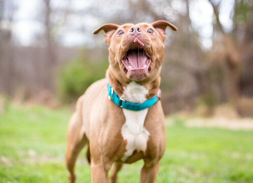 A Pit Bull Terrier mixed breed dog catching a treat