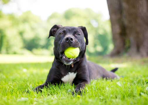 A Pit Bull Terrier mixed breed dog holding a ball in its mouth