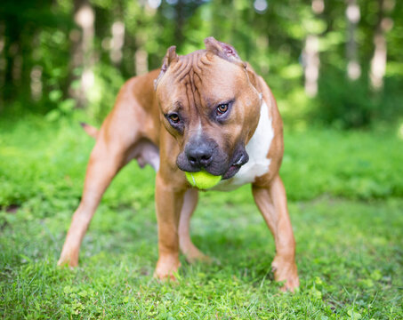 A Mastiff mixed breed dog playing wth a ball