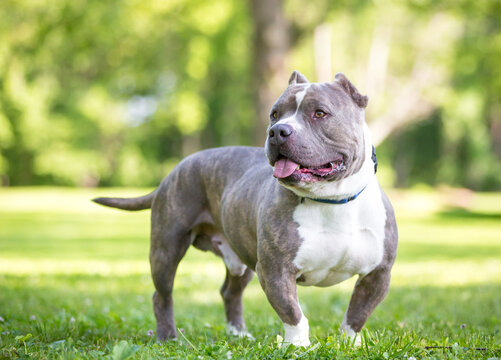 A muscular American Bully dog with cropped ears standing outdoors
