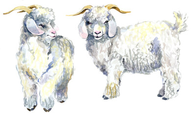 Angora goat and kid watercolor illustration isolated on white background © Елена Фаенкова