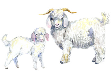 Two Angora goats watercolor illustration isolated on transparent background © Елена Фаенкова