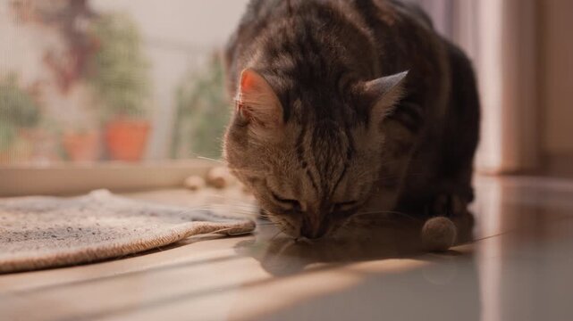 Fat gray tabby American Shorthair cat walking to paw and chew Matatabi gall fruit with drool in sunlit home. Warm morning light creates cozy peaceful mood in static shot.