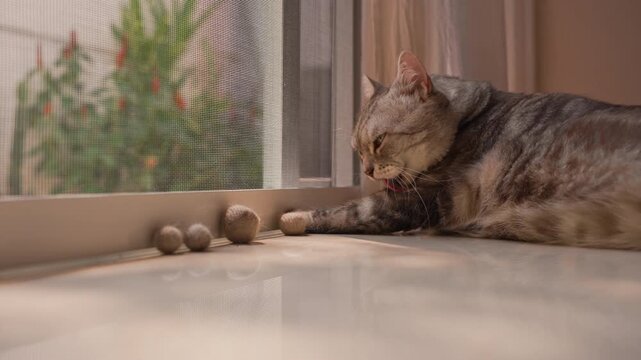 Fat gray tabby American Shorthair cat lying flat on floor and grooming fur inside a home. Warm orange sunlight creates a cozy peaceful private mood after eating.