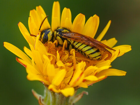 Sawfly (Megalodontes bucephalus)