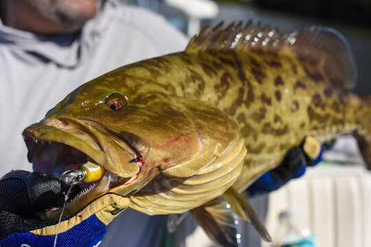 grouper