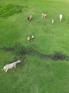 horses