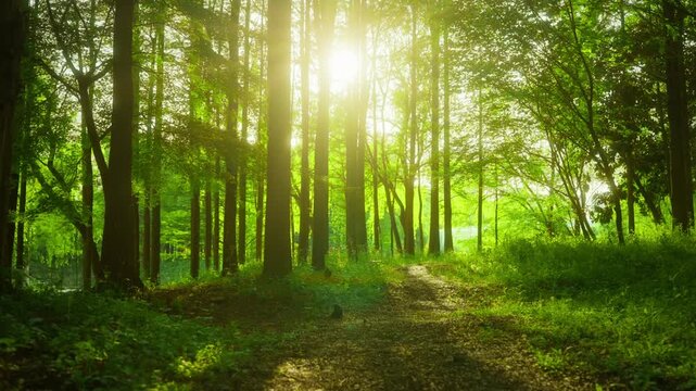 Sunbeams Through Forest Trees on Trail