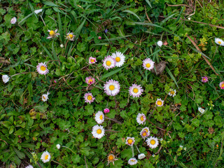 Common daisies with white petals and yellow centers grow among clover, grass and small wild plants. Suitable for meadow lawn, spring wildflower, natural groundcover, garden ecology and botanical close © Volha