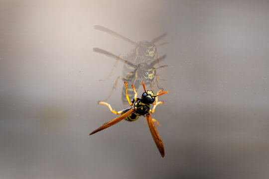 a common wasp (vespula vulgaris) perched on a glass surface, showing its detailed yellow and black body with a clear reflection against a soft, neutral background.