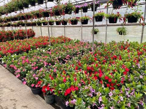 Tropical plants with red and pink flowers for sale in garden center greenhouse