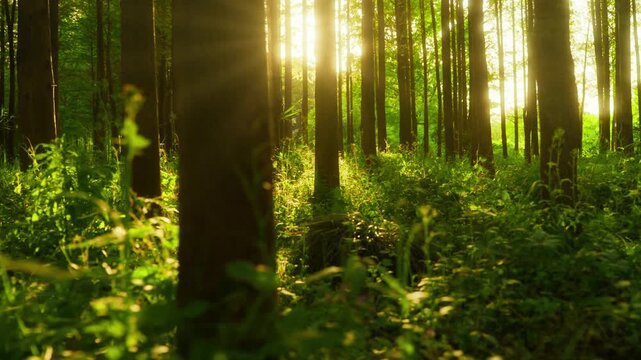 Sunlit Forest Path in Morning Light