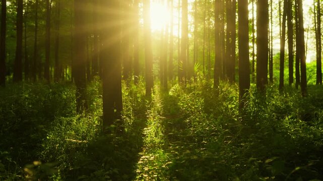 Sunbeams Penetrating Through Forest Trees at Sunrise