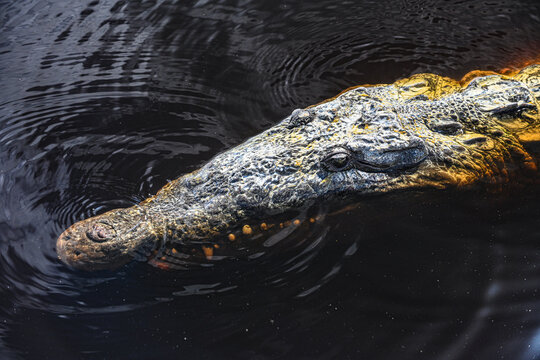 alligator in the everglades