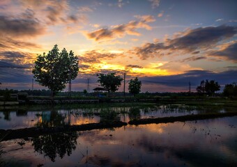 Fototapeta premium Dramatic sunset over flooded rice field with perfect water reflection, vibrant orange sky, rural landscape silhouette, tropical agriculture scenery, peaceful evening atmosphere, high contrast nature.