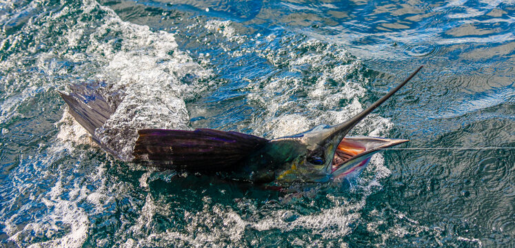 Snakehead hooked