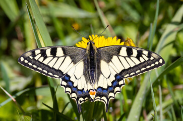 Fototapeta premium Close-up of a Swallowtail butterfly (Papilio machaon), also known as the Old World swallowtail sitting on a flower
