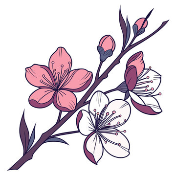 Tweedia Bloom Hand Drawn Line Art Clipart