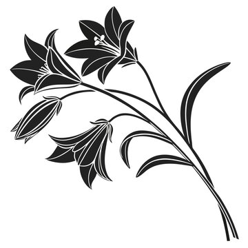 Brodiaea Flower Vector Botanical Illustration