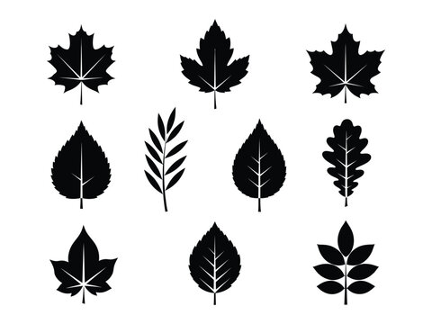 Black silhouette collection of diverse leaf shapes on a white background