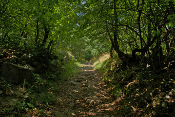 Obraz premium Path through a lush green summer forest near Pecs, Hungary 
