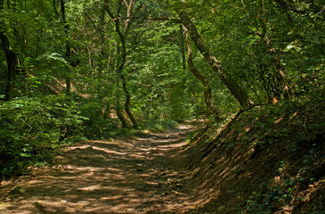 Fototapeta premium Path through a lush green summer forest near Pecs, Hungary 