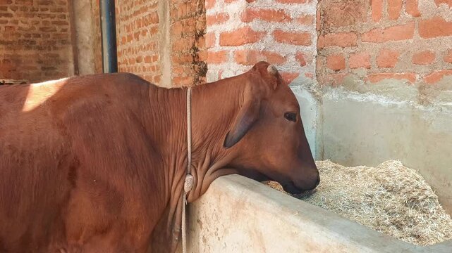 Brown desi cow eating dry straw fodder from a concrete feeder in a traditional Indian dairy farm