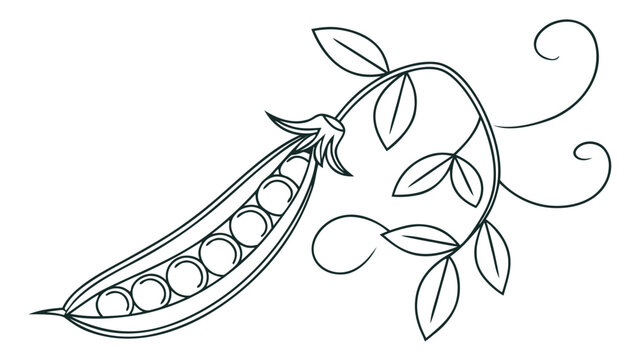 Delicate line art illustration of a fresh pea pod with leaves and tendrils