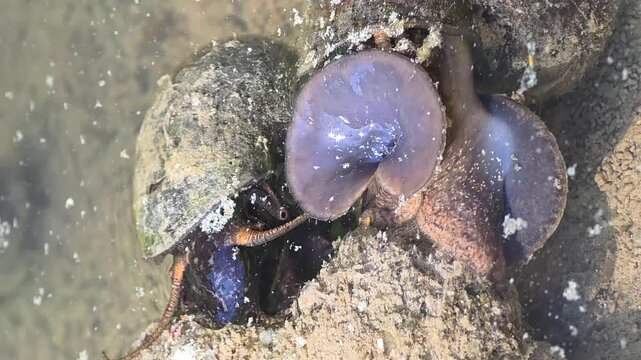 Mysterious Breathing of a Freshwater Snail - Inhaling Water Through Siphon #004


