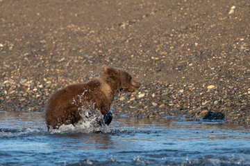 Baby bear cub coming out of the water © feeferlump