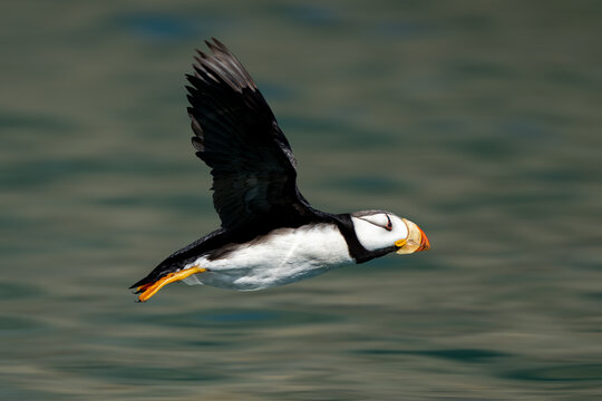 Fast puffin with wings up flying