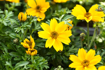 Obraz premium Yellow Charm Bidens ferulifolia flower with buds, close up. Ornamental plant.