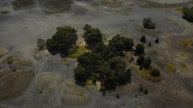 4K aerial top-down view of green trees scattered across a vast, dark volcanic sand plain in Bromo.