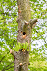 Obraz premium Woodpecker holes in a tree trunk