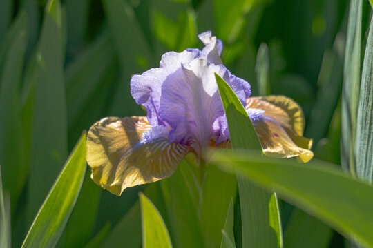 Iris is a colorful flowering spring plant