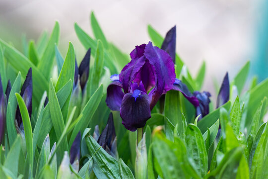 Iris is a colorful flowering spring plant