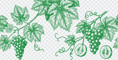 Seamless pattern with grape vine, leaves, and bunches of grapes in a vintage engraved style. Vector illustration of botanical elements for wine labels. © Hand Made