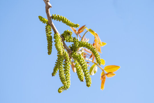 Freshly burst leaves of walnut tree close-up