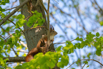 Fototapeta premium A photo of a squirrel in a tree