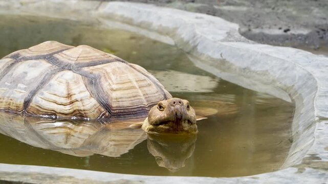 Sulcata tortoise soaking in shallow zoo pool