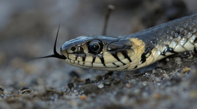 Common Grass Snake Natrix natrix flicking its tongue to sense the environment